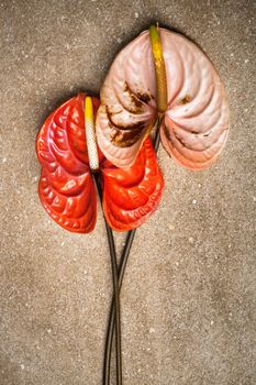 beautiful two anthurium on a brown marble