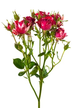 beautiful branch of roses on a white background