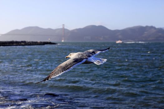 San Francisco Golden Gate Bridge seagull. California, USA