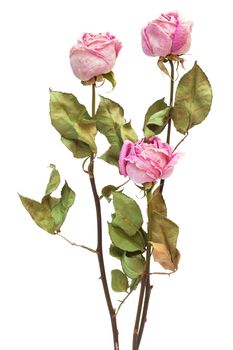 three dry roses on a white background