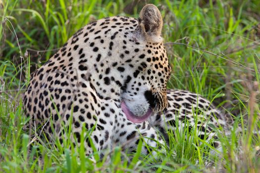 leopard in National Park in Tanzania