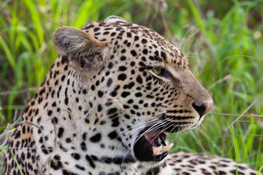 leopard in National Park in Tanzania