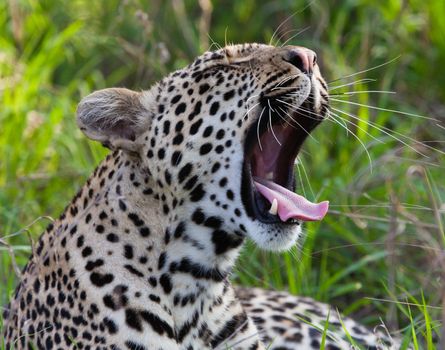 leopard in National Park in Tanzania