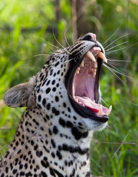 leopard in National Park in Tanzania