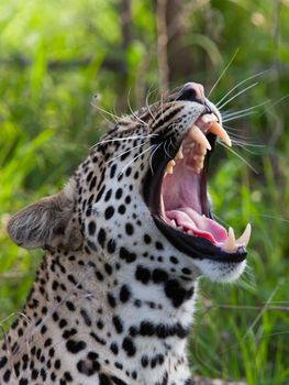 leopard in National Park in Tanzania