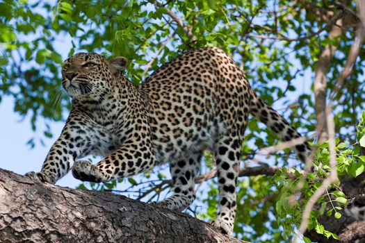 leopard in National Park in Tanzania