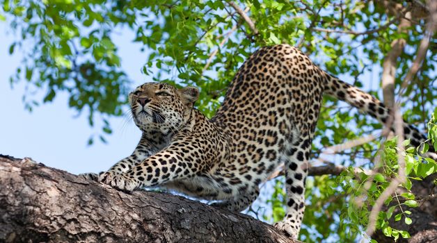 leopard in National Park in Tanzania