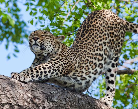 leopard in National Park in Tanzania