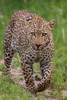 leopard in National Park in Tanzania