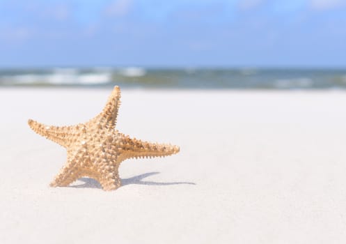 Summer background. Starfish on sand and blue sky.