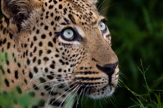 leopard in National Park in Tanzania