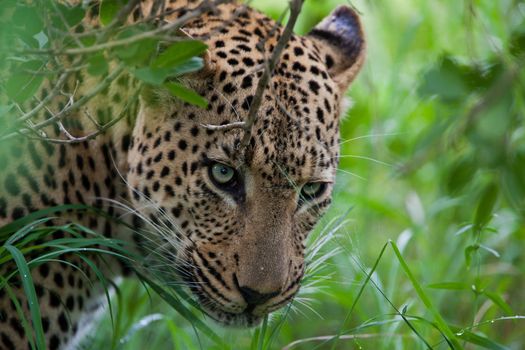 leopard in National Park in Tanzania