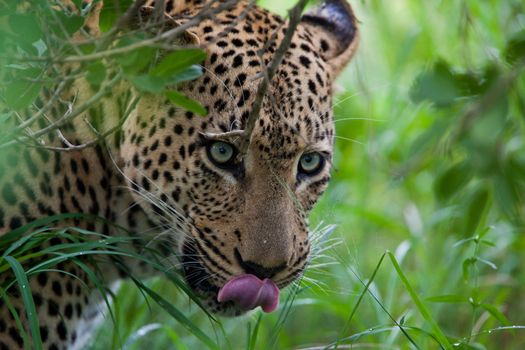 leopard in National Park in Tanzania