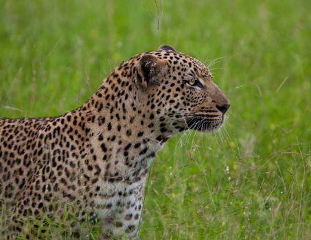 leopard in National Park in Tanzania