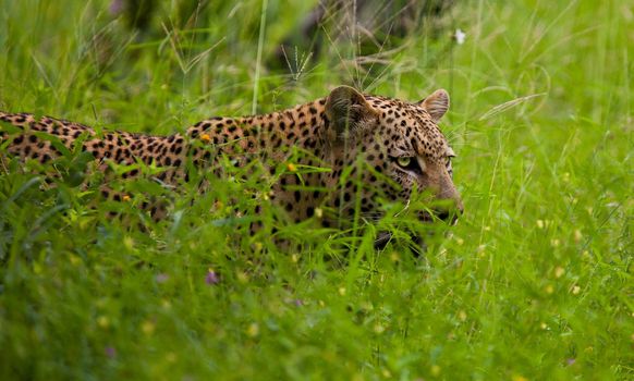 leopard in National Park in Tanzania