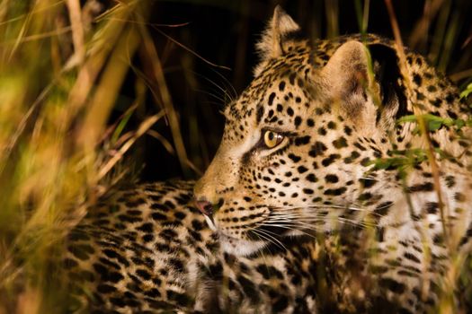 leopard in National Park in Tanzania