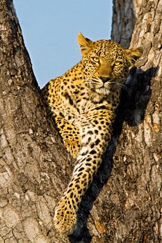 leopard in National Park in Tanzania