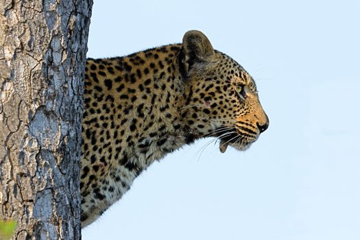 leopard in National Park in Tanzania