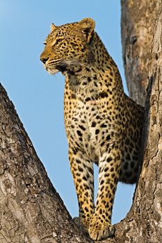 leopard in National Park in Tanzania