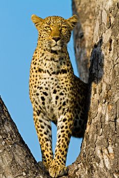 leopard in National Park in Tanzania