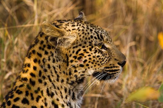 leopard in National Park in Tanzania