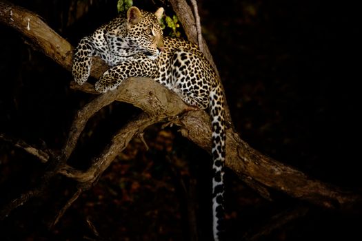 leopard in National Park in Tanzania