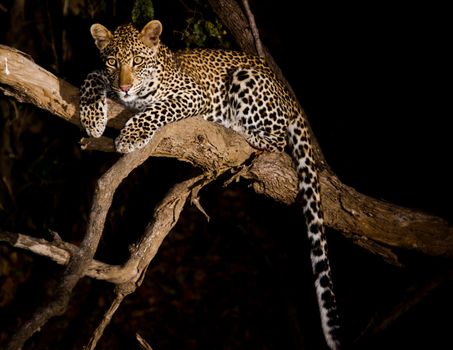 leopard in National Park in Tanzania