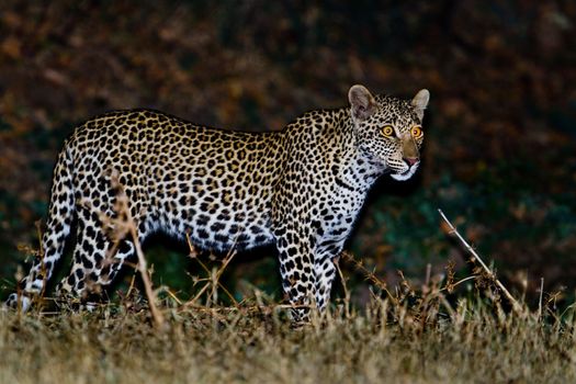 leopard in National Park in Tanzania