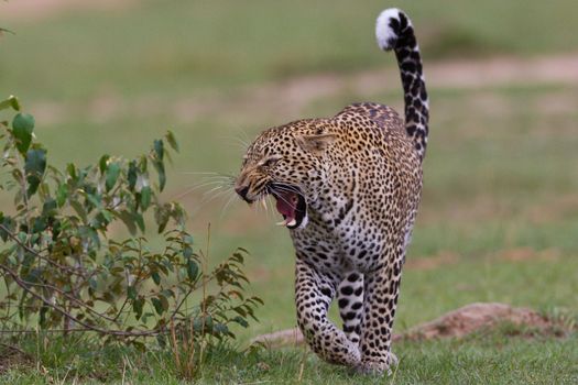 leopard in National Park in Tanzania