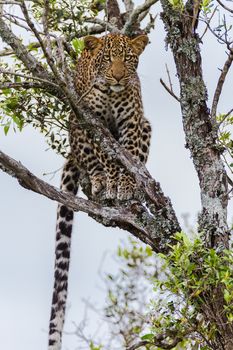 leopard in National Park in Tanzania