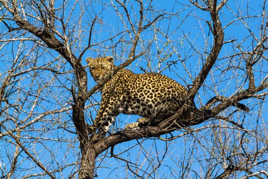 leopard in National Park in Tanzania