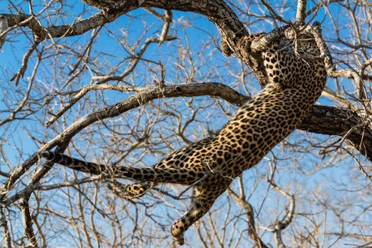 leopard in National Park in Tanzania