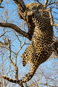 leopard in National Park in Tanzania