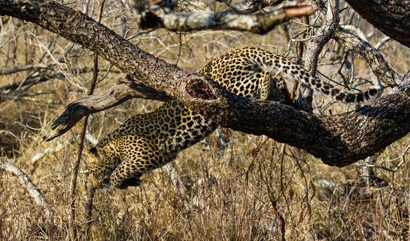 leopard in National Park in Tanzania