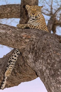 leopard in National Park in Tanzania