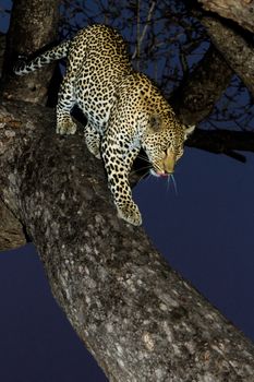 leopard in National Park in Tanzania