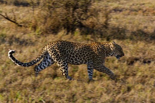 leopard in National Park in Tanzania