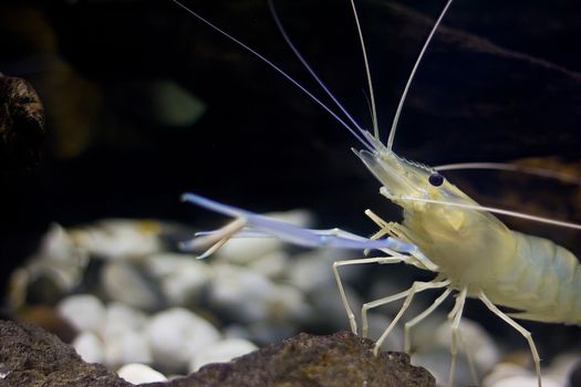 River prawn in the water 