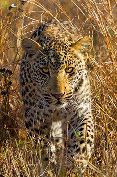 leopard in National Park in Tanzania