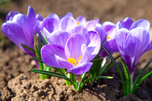 Crocuses