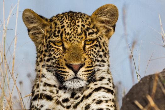 leopard in National Park in Tanzania