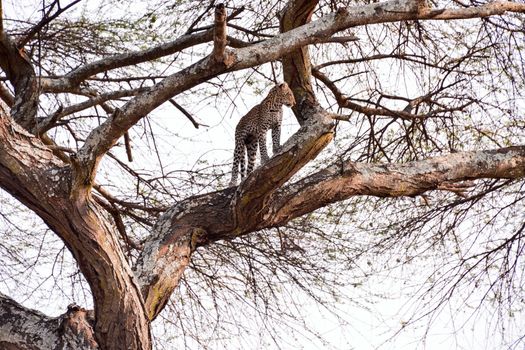 leopard in National Park in Tanzania