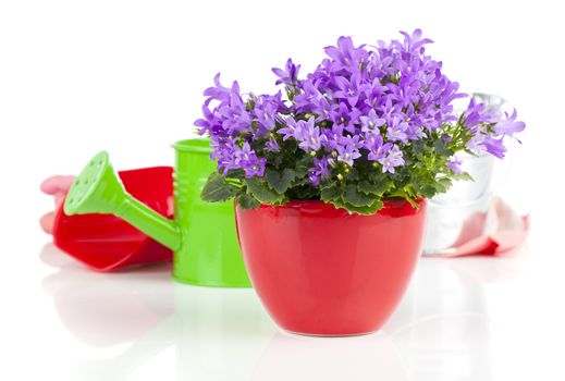 blue campanula flowers, on white background