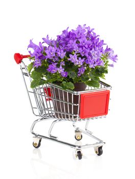 blue campanula flowers in a Shopping cart, on white background
