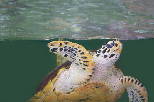 Green sea turtle, Andaman sea