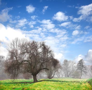 tree in the fog early spring, blue sky