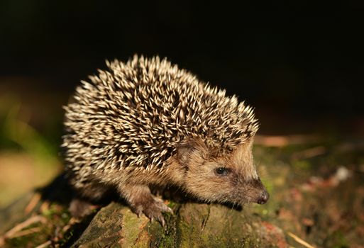 Young hedgehog in natural habitat