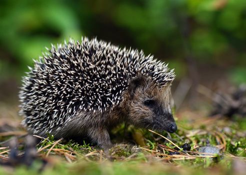 Young hedgehog in natural habitat