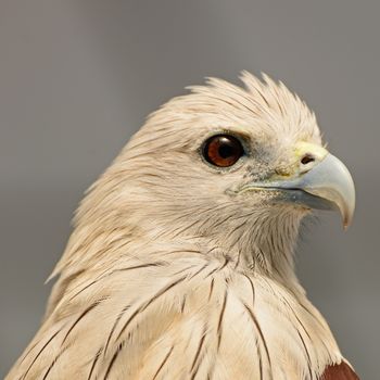 Brahminy Kite (Haliastur indus), face profile