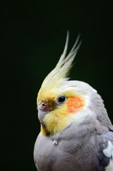 Beautiful Cockatiel (Nymphicus hollandicus), closeup head profile